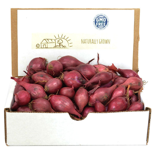 Red Onion Sets by Fresh Garden Living, 1 lb non-GMO Red Baron variety with over 100 bulbs, ready for planting.