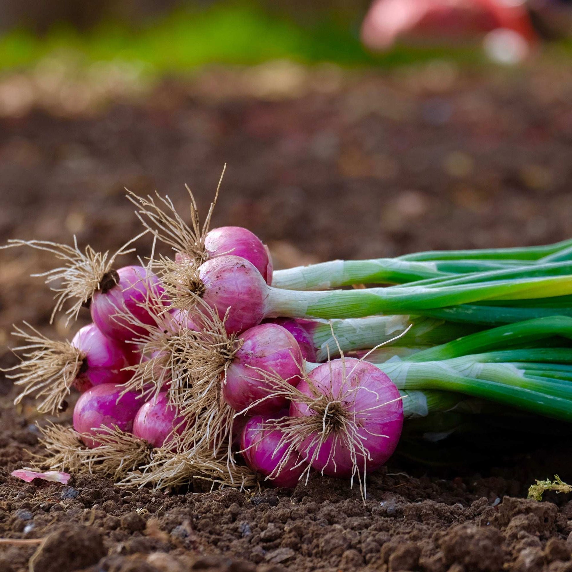 Red Onion Sets from Fresh Garden Living, 1 lb. Non-GMO Red Baron variety with over 100 bulbs for planting and home gardening.