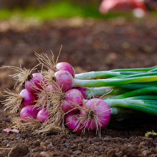 Red Onion Sets from Fresh Garden Living, 1 lb. Non-GMO Red Baron variety with over 100 bulbs for planting and home gardening.
