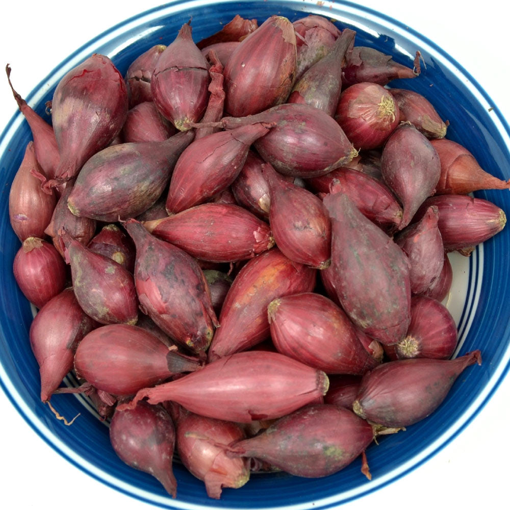 Red Onion Sets by Fresh Garden Living, Red Baron variety, non-GMO, 50-60 bulbs for planting or gardening.