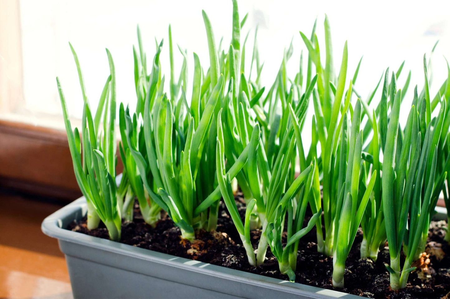 Red Onion Sets by Fresh Garden Living, Non-GMO Red Baron variety, 50-60 bulbs for planting and gardening.