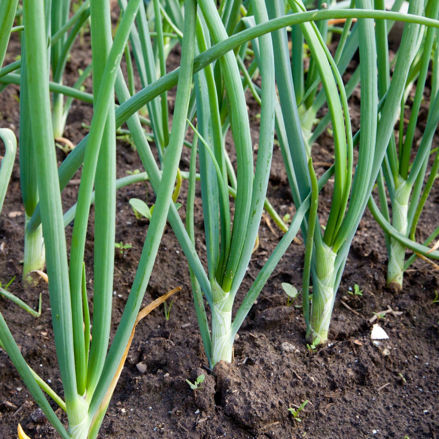 Red Onion Sets in Red Baron variety from Fresh Garden Living, Non-GMO onion bulbs for planting, 50-60 bulbs in a bundle.