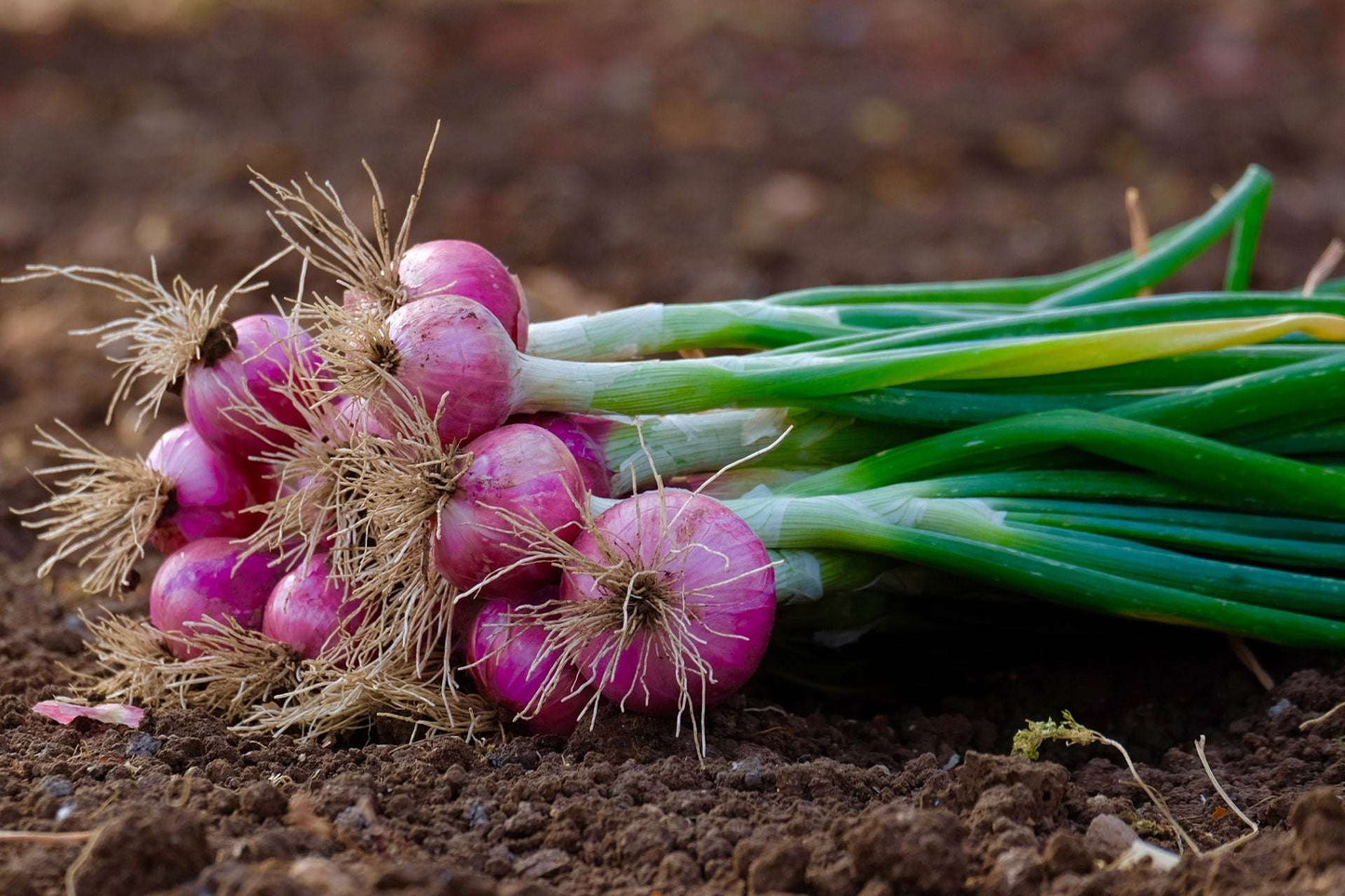 Red Onion Sets from Fresh Garden Living, non-GMO Red Baron variety, 50-60 bulbs for planting and culinary use.