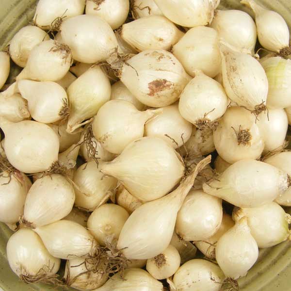 White Onion Sets 1 lb from Fresh Garden Living, Non-GMO White Ebenezer variety, fresh onion bulbs for planting or cooking.