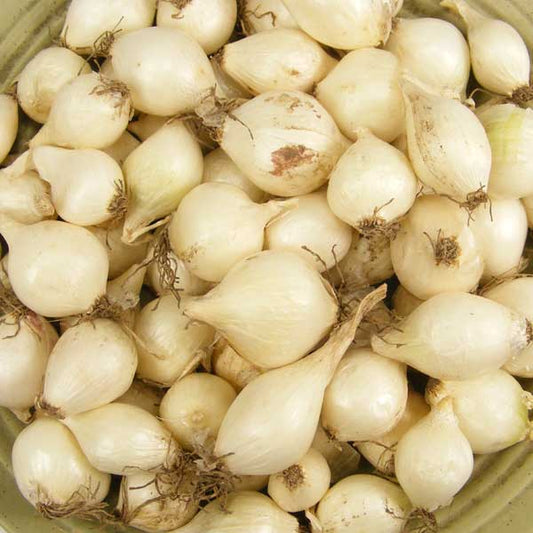 White Onion Sets 1 lb from Fresh Garden Living, Non-GMO White Ebenezer variety, fresh onion bulbs for planting or cooking.