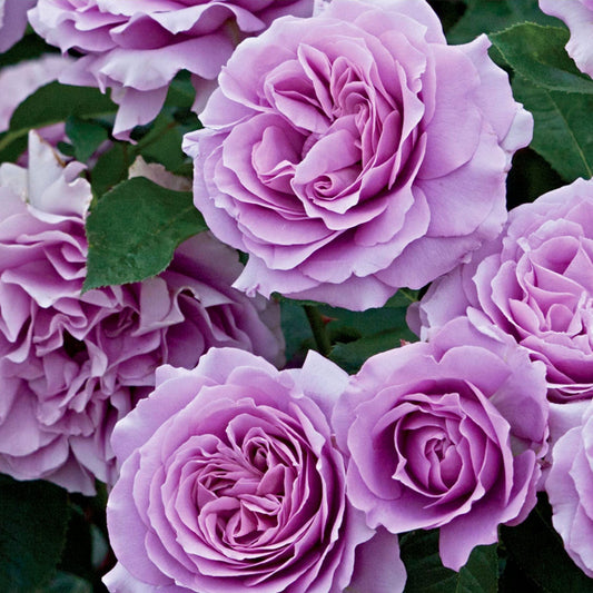 Angel Face Rose plant in a 1.5-gallon pot by Fresh Garden Living, showcasing vibrant blooms and lush green foliage.