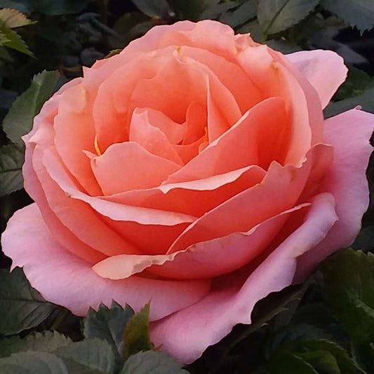 Apricot Candy Rose plant in a 1.5-gallon container from Fresh Garden Living, showcasing vibrant apricot-colored rose blooms.