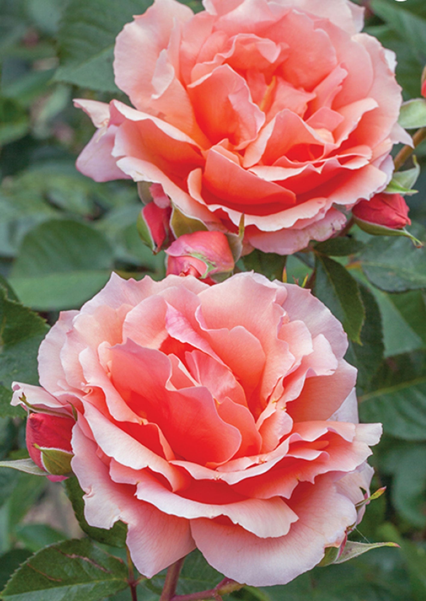 Apricot Candy Rose plant in a 1.5-gallon container by Fresh Garden Living, showcasing vibrant apricot-colored rose blossoms.