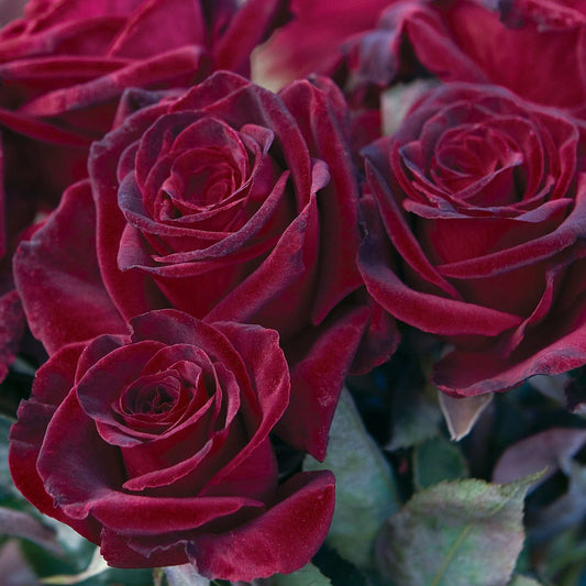 Black Baccara rose plant in a 1.5-gallon pot by Fresh Garden Living, showcasing dark, velvety blossoms and lush green foliage.