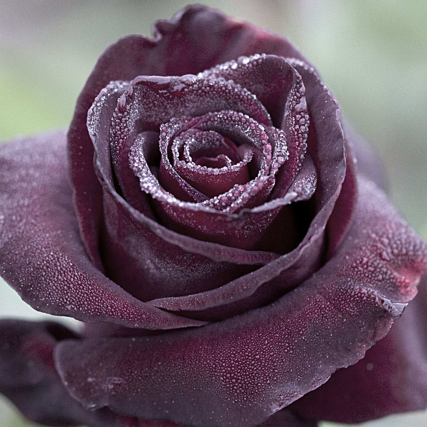 Black Baccara rose plant in a 1.5-gallon pot by Fresh Garden Living, showcasing dark, velvety petals and lush green foliage.