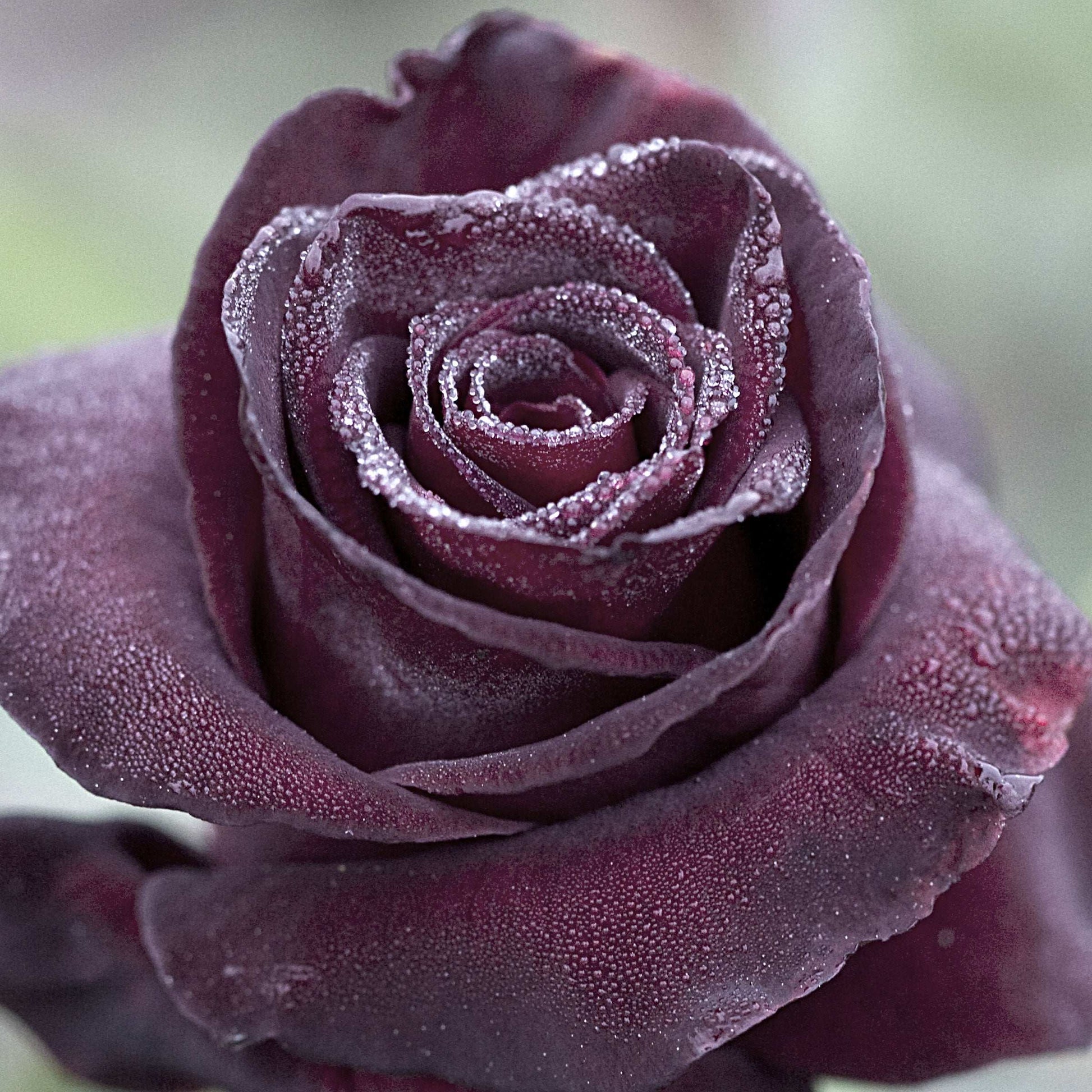 Black Baccara rose plant in a 1.5-gallon pot by Fresh Garden Living, showcasing dark, velvety petals and lush green foliage.