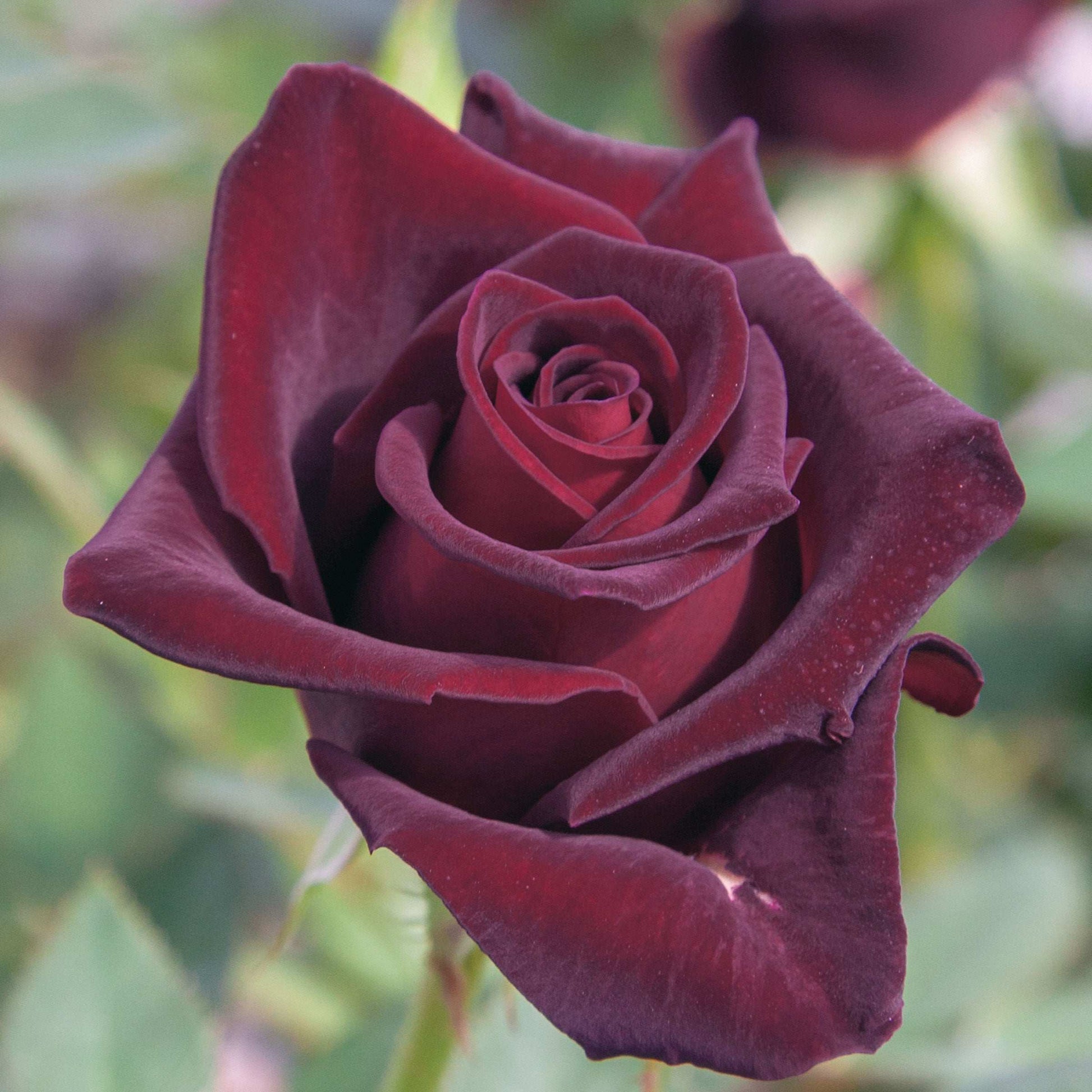 Black Baccara rose plant in a 1.5-gallon pot by Fresh Garden Living, showcasing lush dark flowers and healthy green foliage.