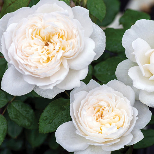Fresh Garden Living Bolero Floribunda Rose plant in a 1.5-gallon pot, with vibrant pink blooms and lush green foliage.
