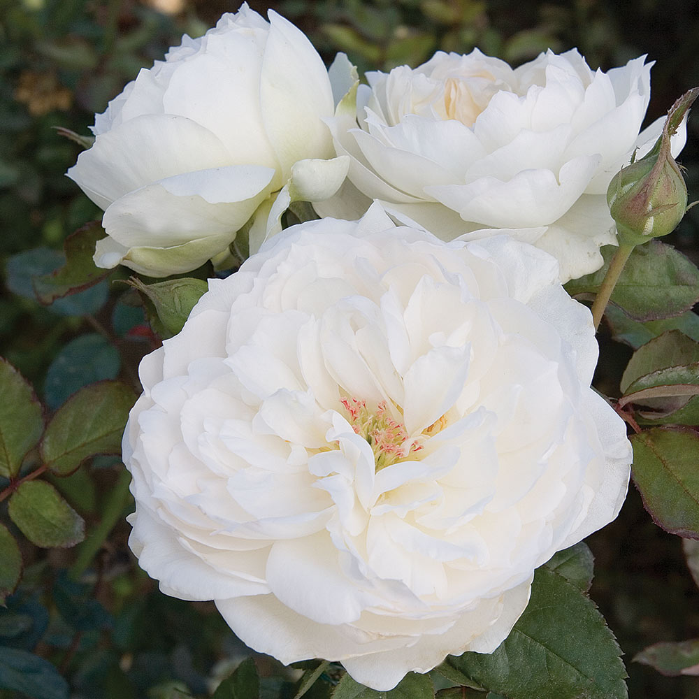 Fresh Garden Living Bolero Floribunda Rose plant in 1.5-gallon pot with vibrant pink blossoms and lush green foliage.