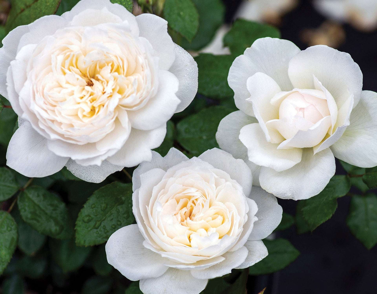 Fresh Garden Living Bolero Floribunda Rose plant in a 1.5-gallon pot, showcasing vibrant blooms and lush green foliage.