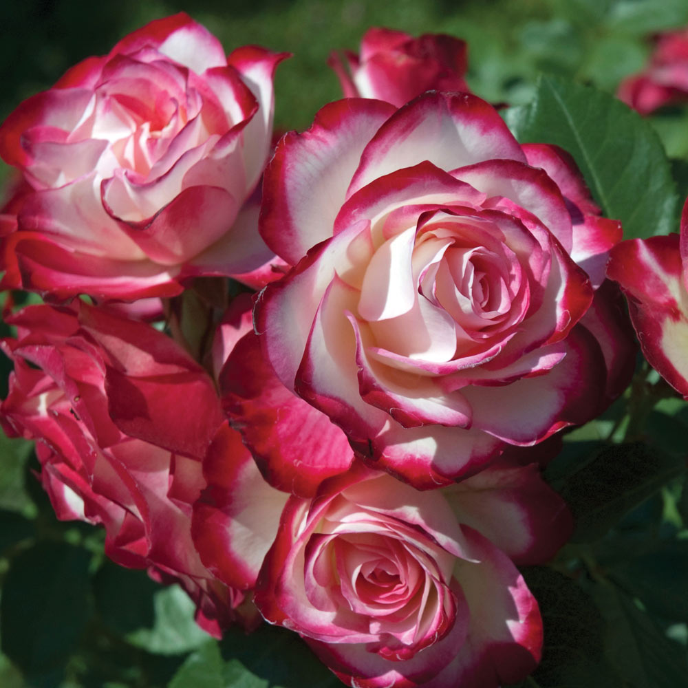 Cherry Parfait Grandiflora Rose plant in a 1.5-gallon pot by Fresh Garden Living, showcasing vibrant cherry-colored blossoms.