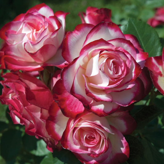 Cherry Parfait Grandiflora Rose plant in a 1.5-gallon pot by Fresh Garden Living, showcasing vibrant cherry-colored blossoms.