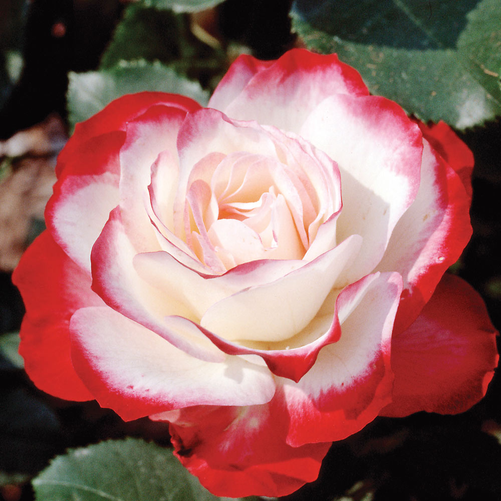 Cherry Parfait Grandiflora Rose plant in a 1.5-gallon pot by Fresh Garden Living, showcasing vibrant cherry-colored blooms and lush green foliage.