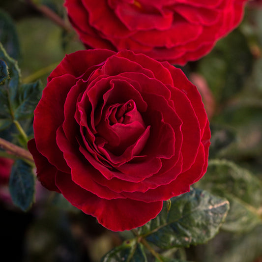 Cherrytini Rose plant in a 1.5-gallon pot by Fresh Garden Living, showcasing vibrant pink blooms and lush green leaves.