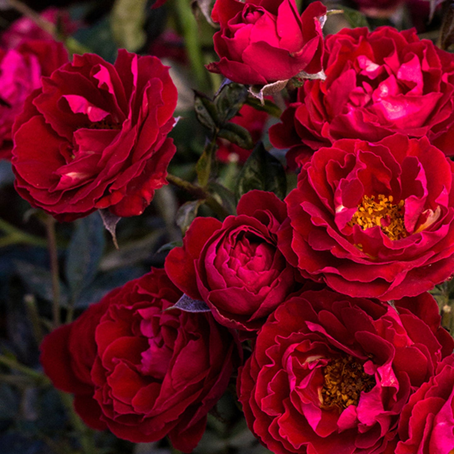 Cherrytini Rose plant in a 1.5-gallon pot by Fresh Garden Living, showcasing vibrant pink blossoms and lush green foliage.