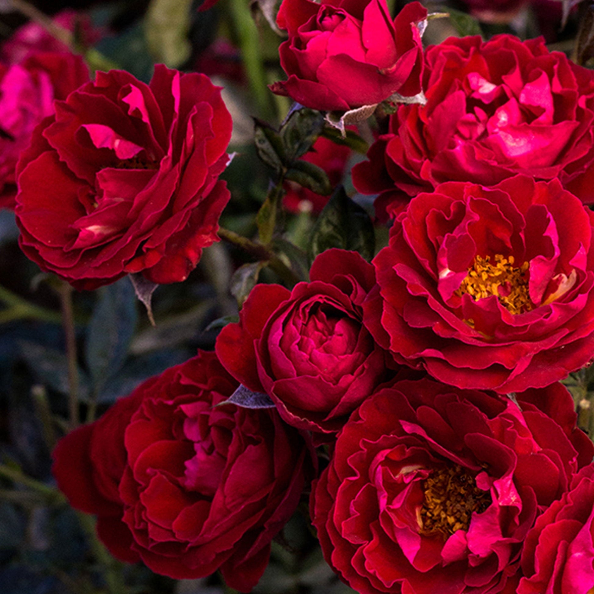 Cherrytini Rose plant in a 1.5-gallon pot by Fresh Garden Living, showcasing vibrant pink blossoms and lush green foliage.