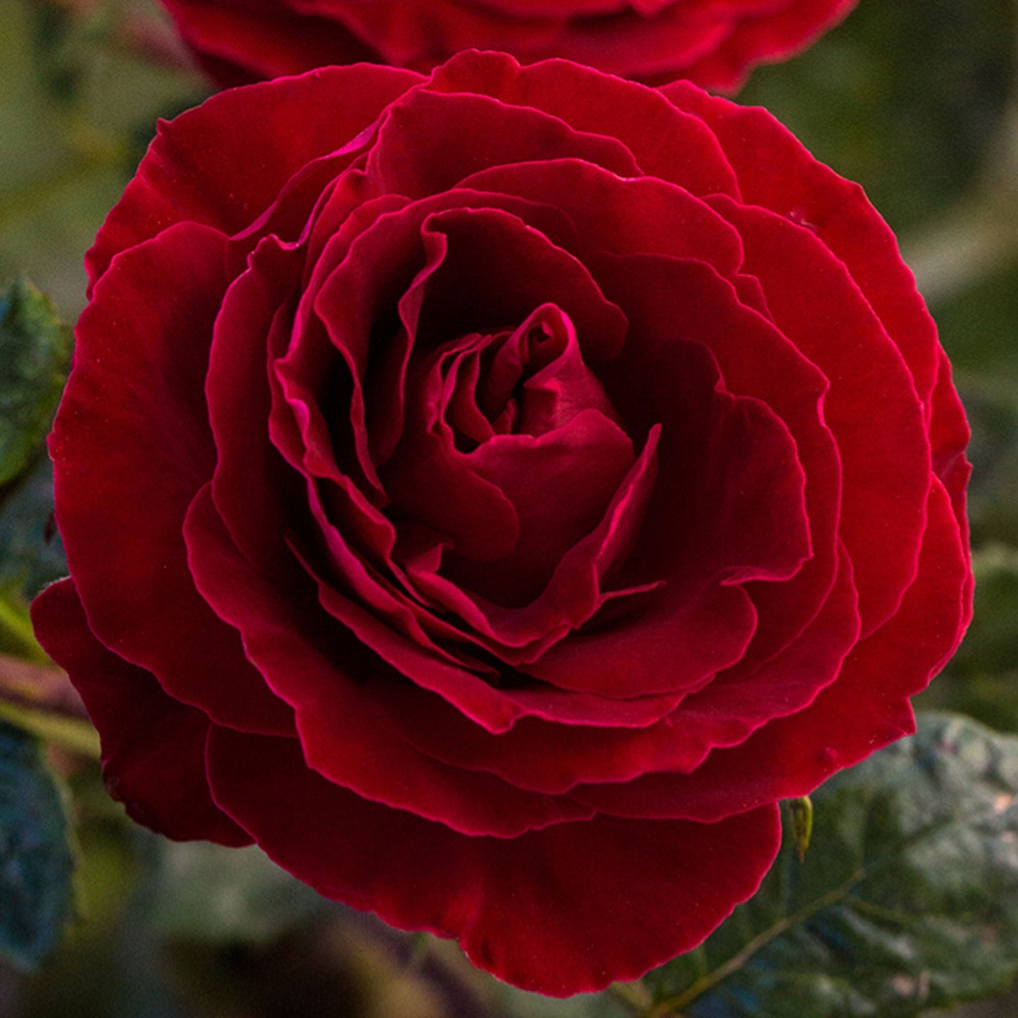 Cherrytini Rose plant in a 1.5-gallon pot by Fresh Garden Living, showcasing vibrant pink blooms and lush green foliage.