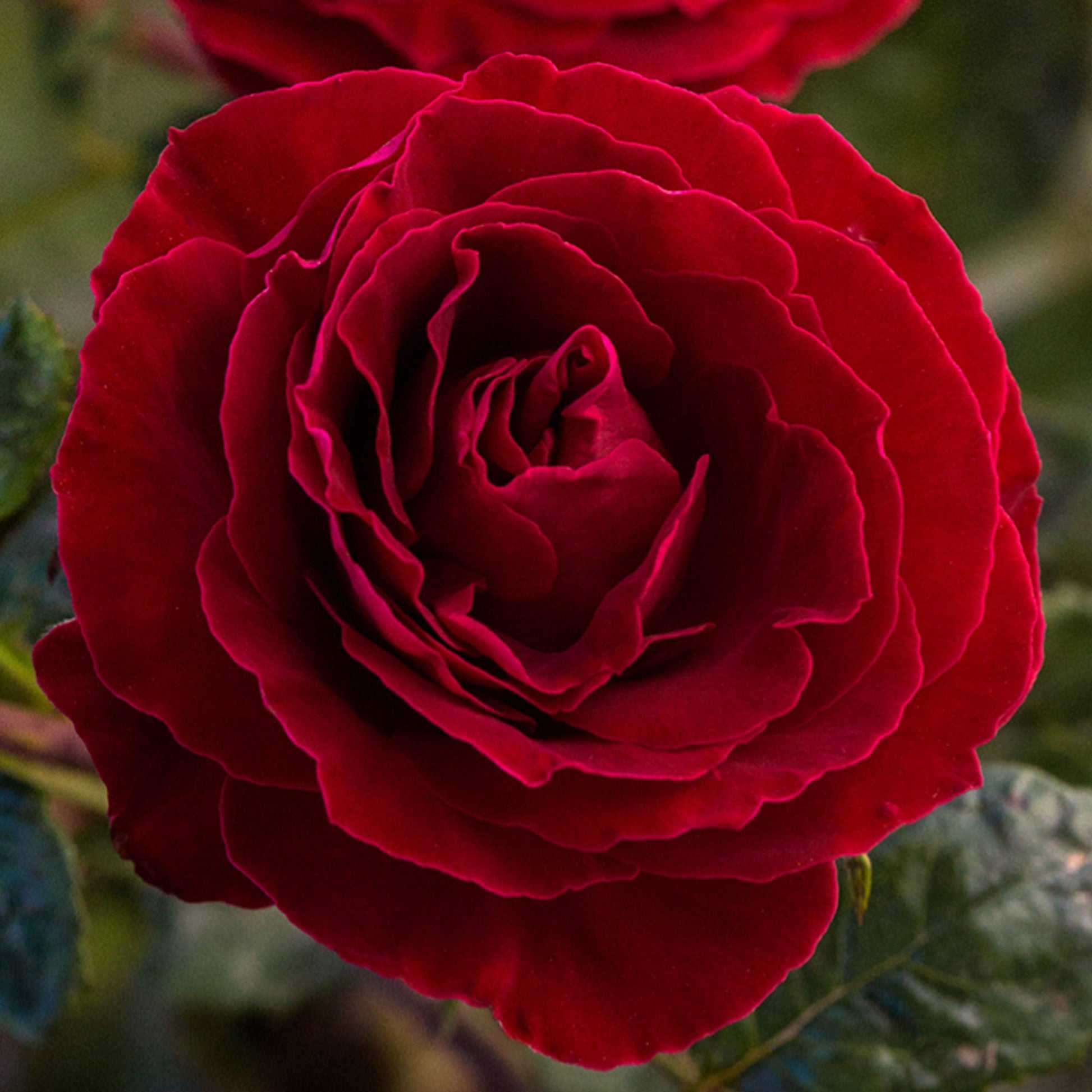 Cherrytini Rose plant in a 1.5-gallon pot by Fresh Garden Living, showcasing vibrant pink blooms and lush green foliage.