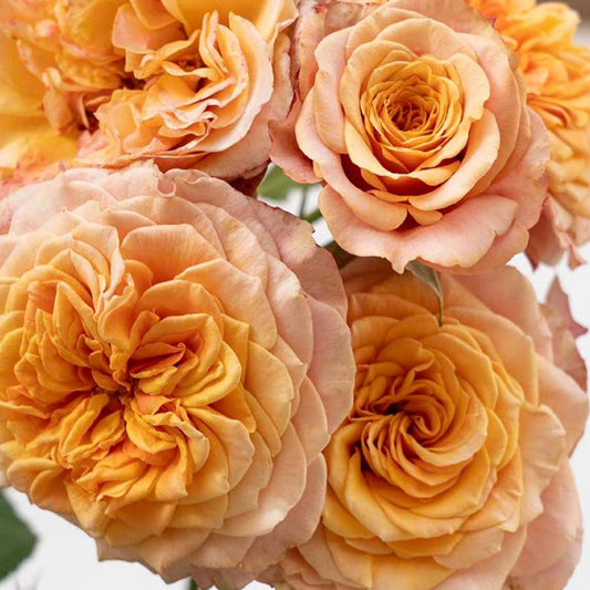 Fresh Garden Living Crazy Love Rose plant in 1.5-gallon container, vibrant pink rose with lush green foliage.