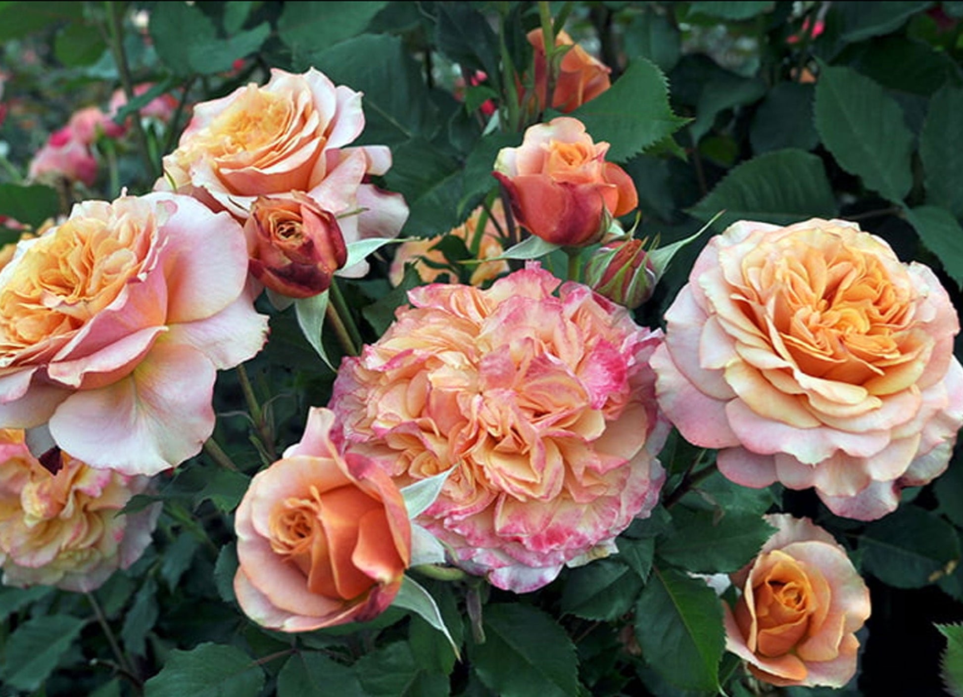 Fresh Garden Living Crazy Love Rose plant in a 1.5-gallon container, vibrant pink rose with lush green foliage.