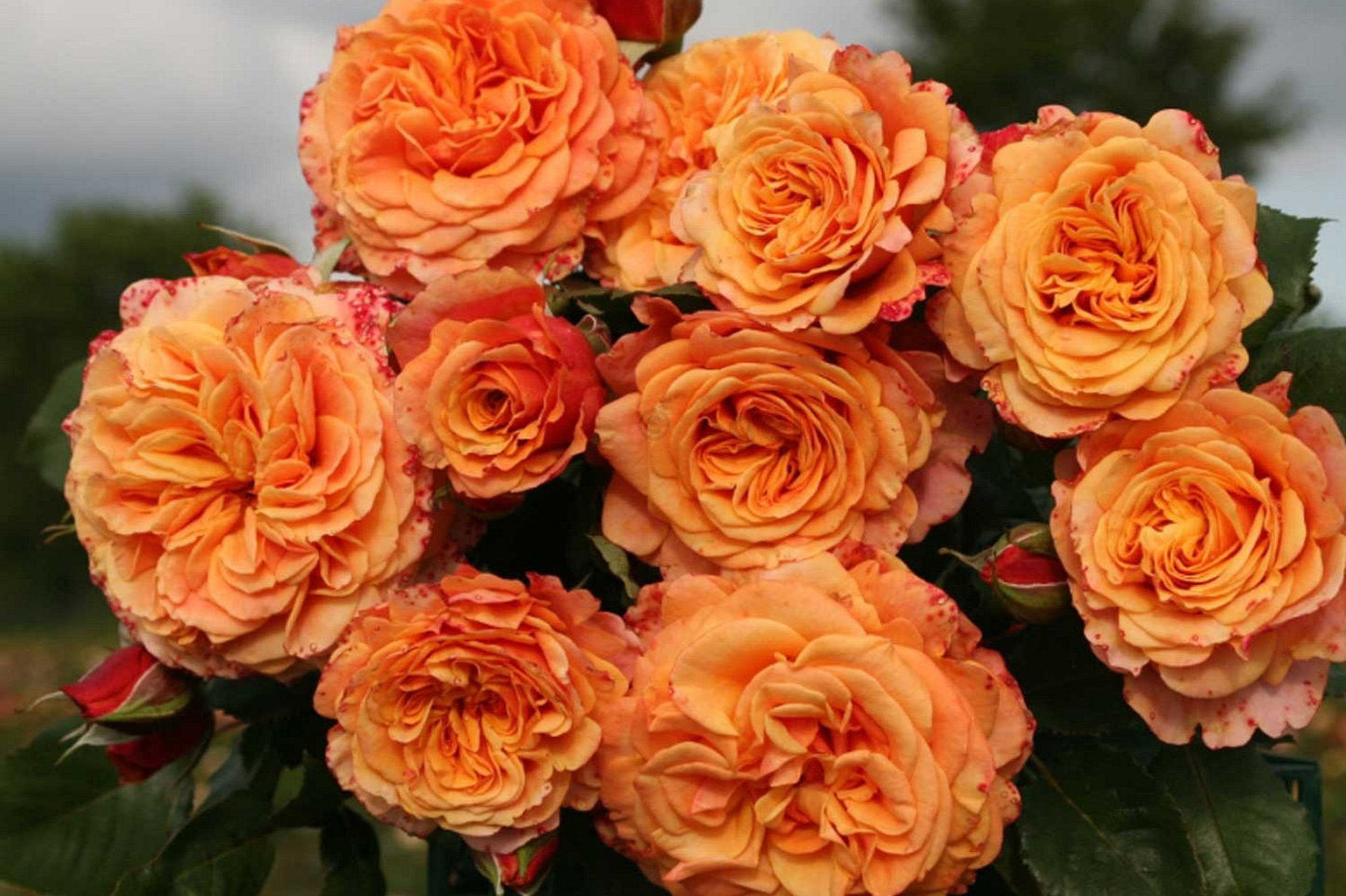 Fresh Garden Living Crazy Love Rose plant in a 1.5-gallon container with vibrant blooms and lush green foliage.