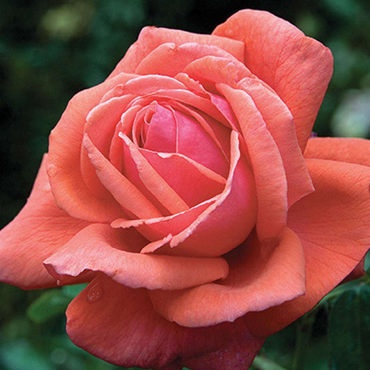 Fresh Garden Living Fragrant Cloud Rose Plant in a 1.5-gallon pot with vibrant pink blooms and lush green foliage.