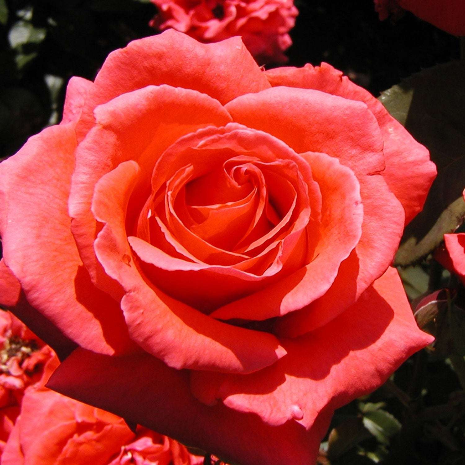 Fresh Garden Living Fragrant Cloud Rose Plant in a 1.5-gallon pot with vibrant, fragrant rose blooms and lush green foliage.