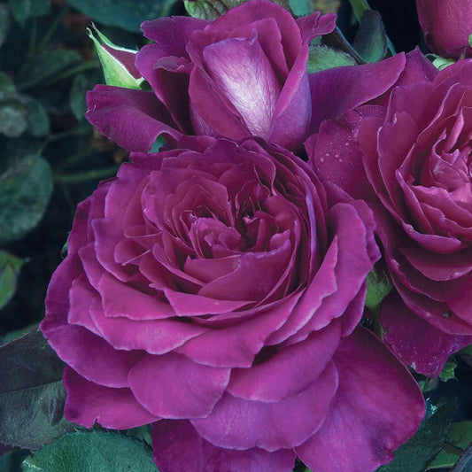 Fresh Garden Living Intrigue Rose in a 1.5-gallon pot, showing vibrant pink blossoms and lush green foliage.