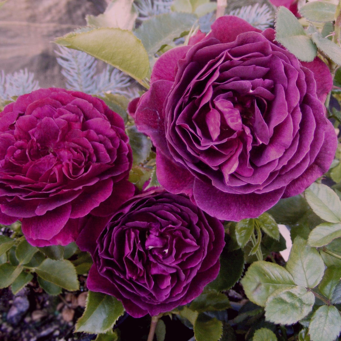 Fresh Garden Living Intrigue Rose plant in a 1.5-gallon pot with lush pink blooms and green foliage.