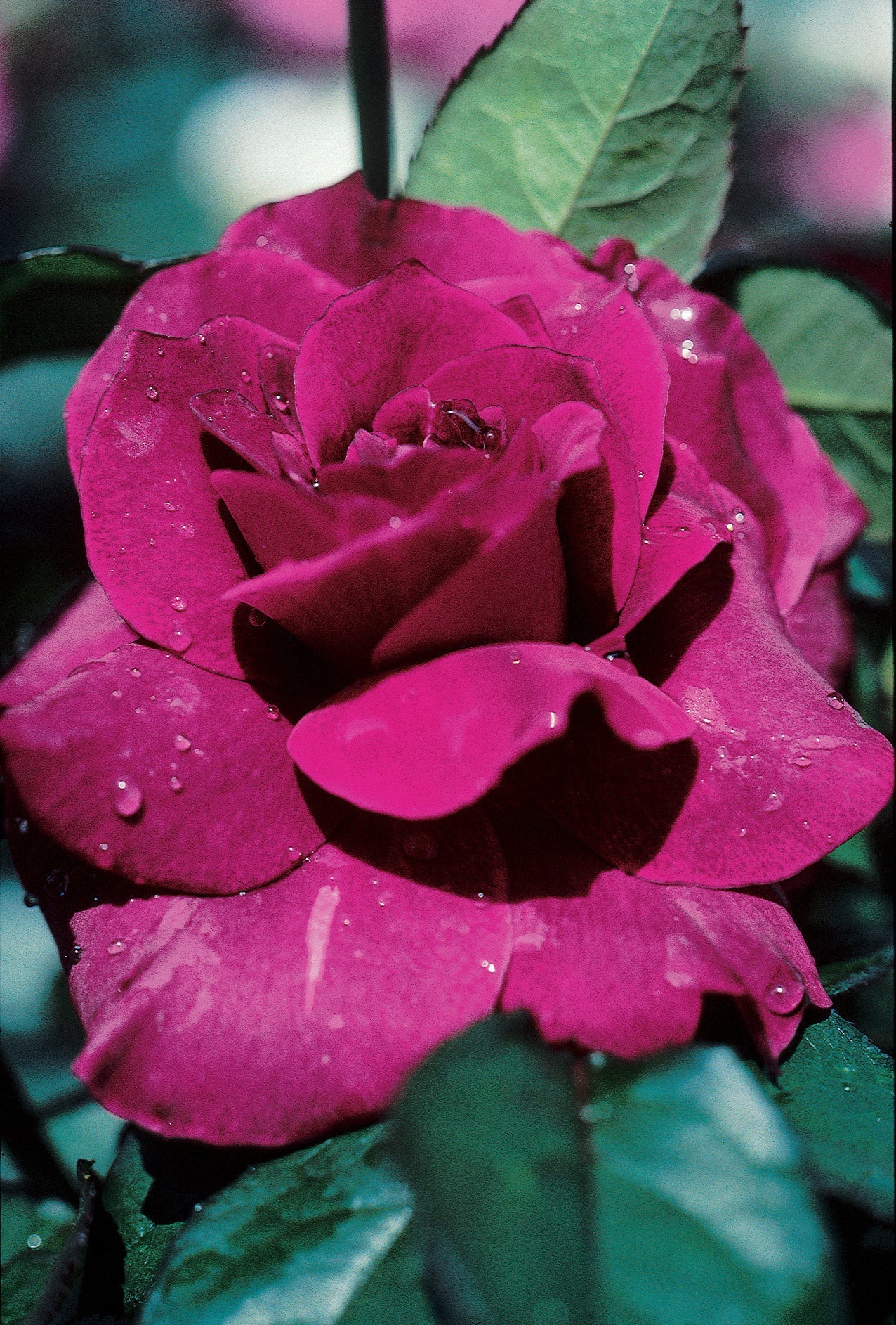 Fresh Garden Living Intrigue Rose plant in 1.5-gallon pot with vibrant pink blooms and lush green foliage.