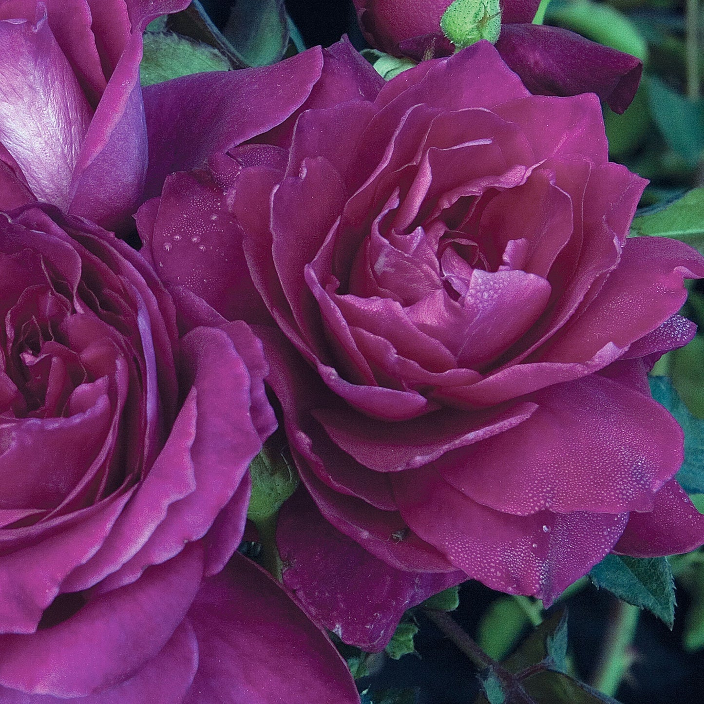 Fresh Garden Living Intrigue Rose plant in a 1.5-gallon pot, showcasing lush green foliage and vibrant blooms.