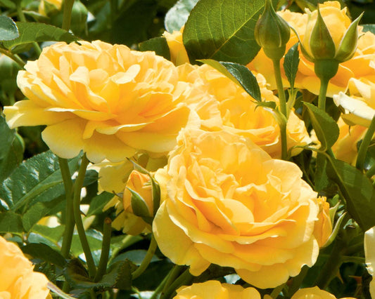 Julia Child Rose Plant in a 1.5-gallon container by Fresh Garden Living, showcasing vibrant pink blooms and lush green foliage.