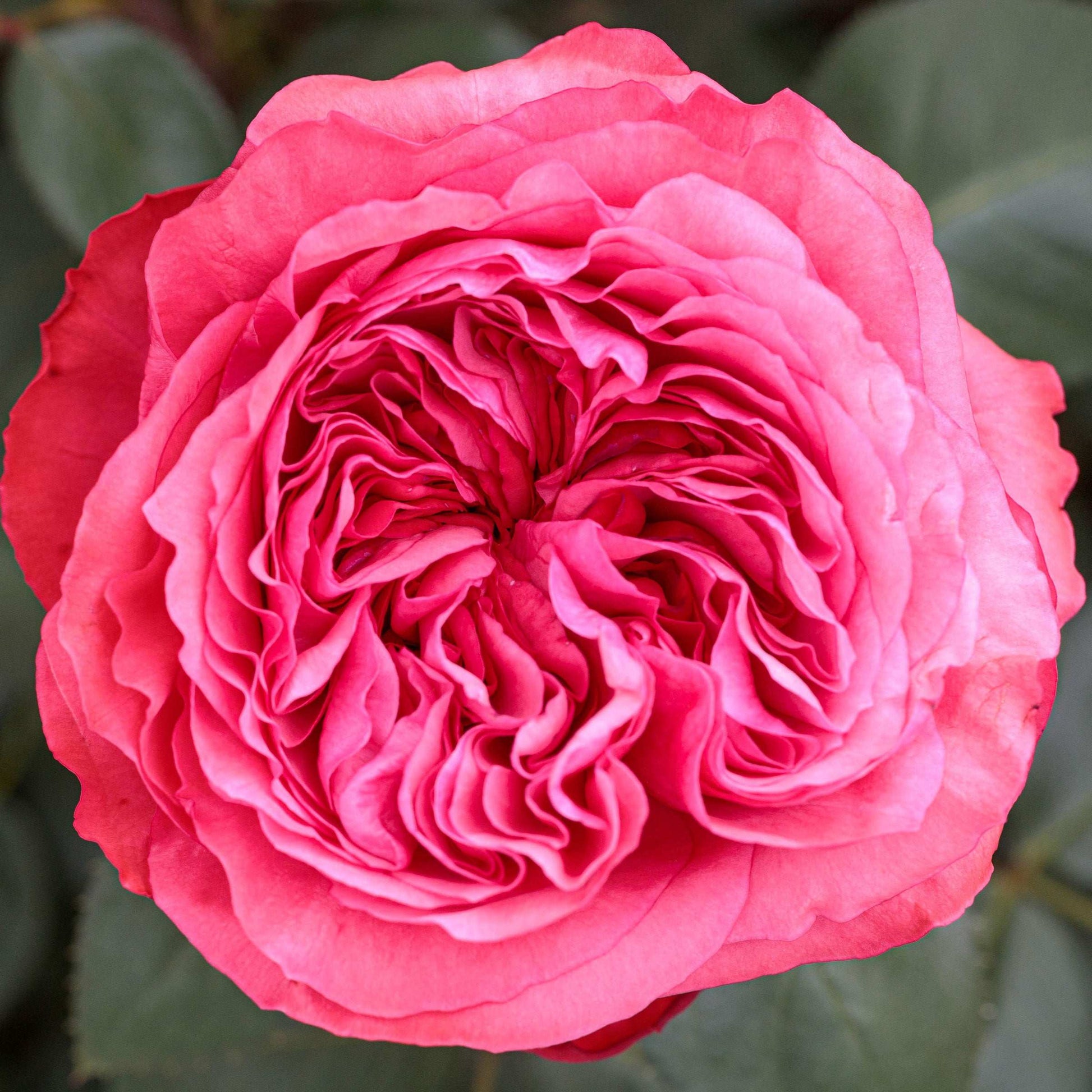 Fresh Garden Living Loves Me, Loves Me Not rose plant in a 1.5-gallon pot with vibrant blooms and lush green foliage.
