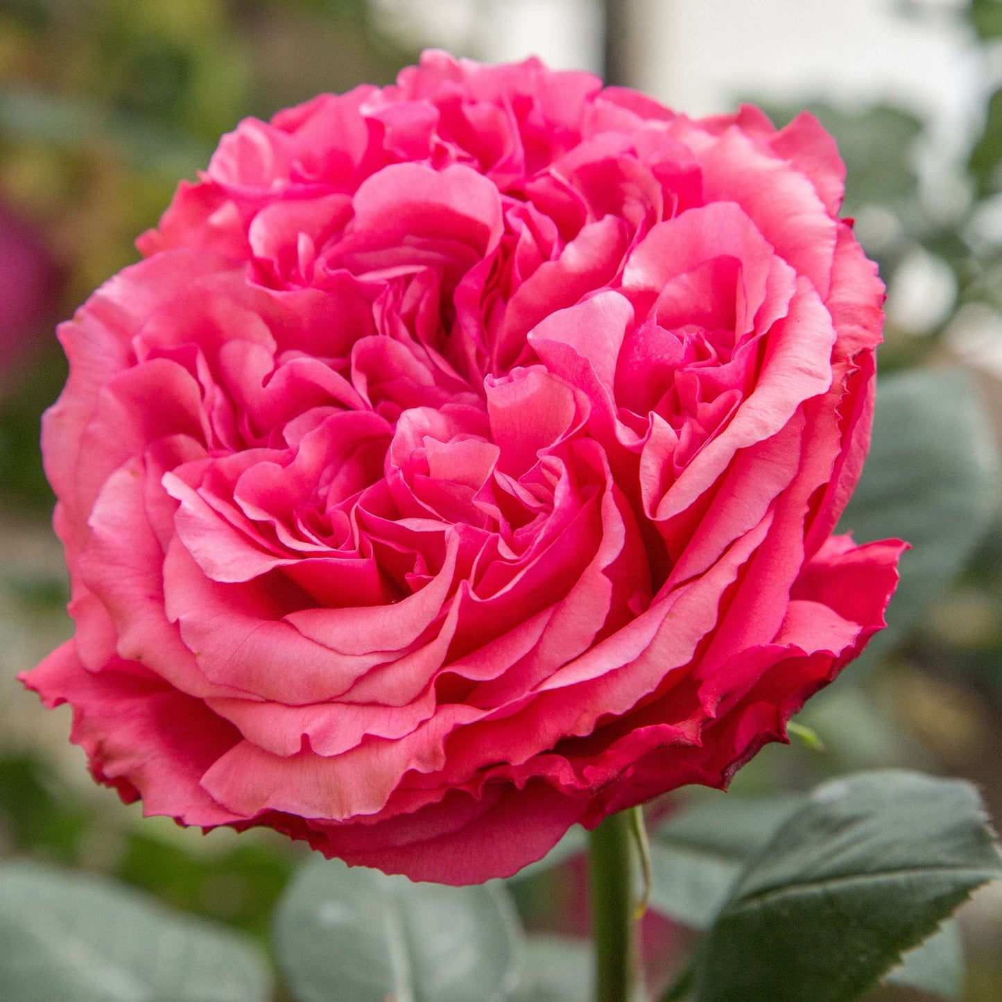 Fresh Garden Living Loves Me, Loves Me Not rose plant in a 1.5-gallon pot with vibrant pink blooms and lush green foliage