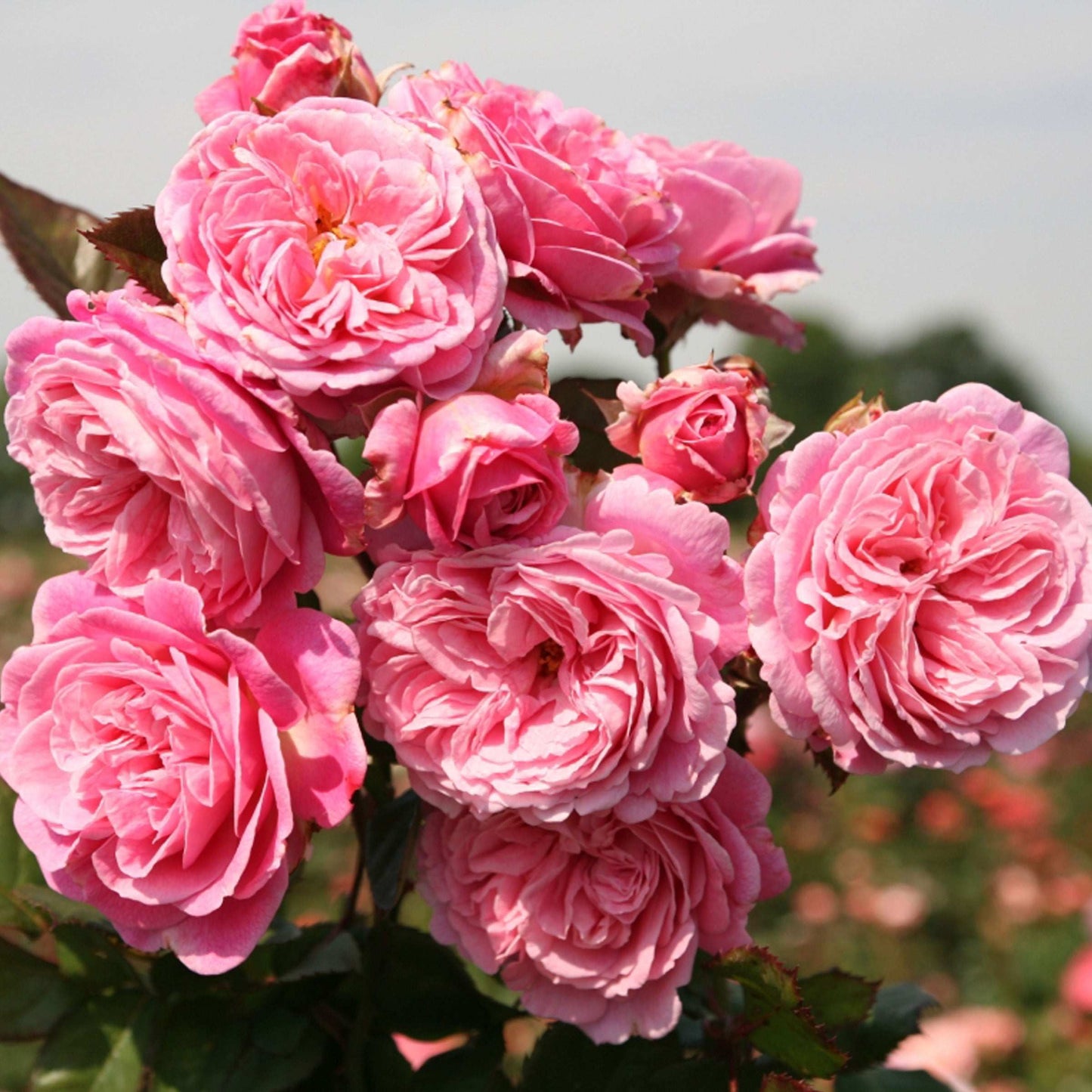 Fresh Garden Living Parfuma Summer Romance Floribunda Rose Plant in a 1.5-gallon pot with vibrant, blooming rose flowers.