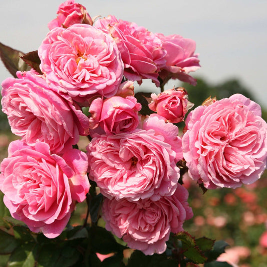 Fresh Garden Living Parfuma Summer Romance Floribunda Rose Plant in a 1.5-gallon pot with vibrant, blooming rose flowers.