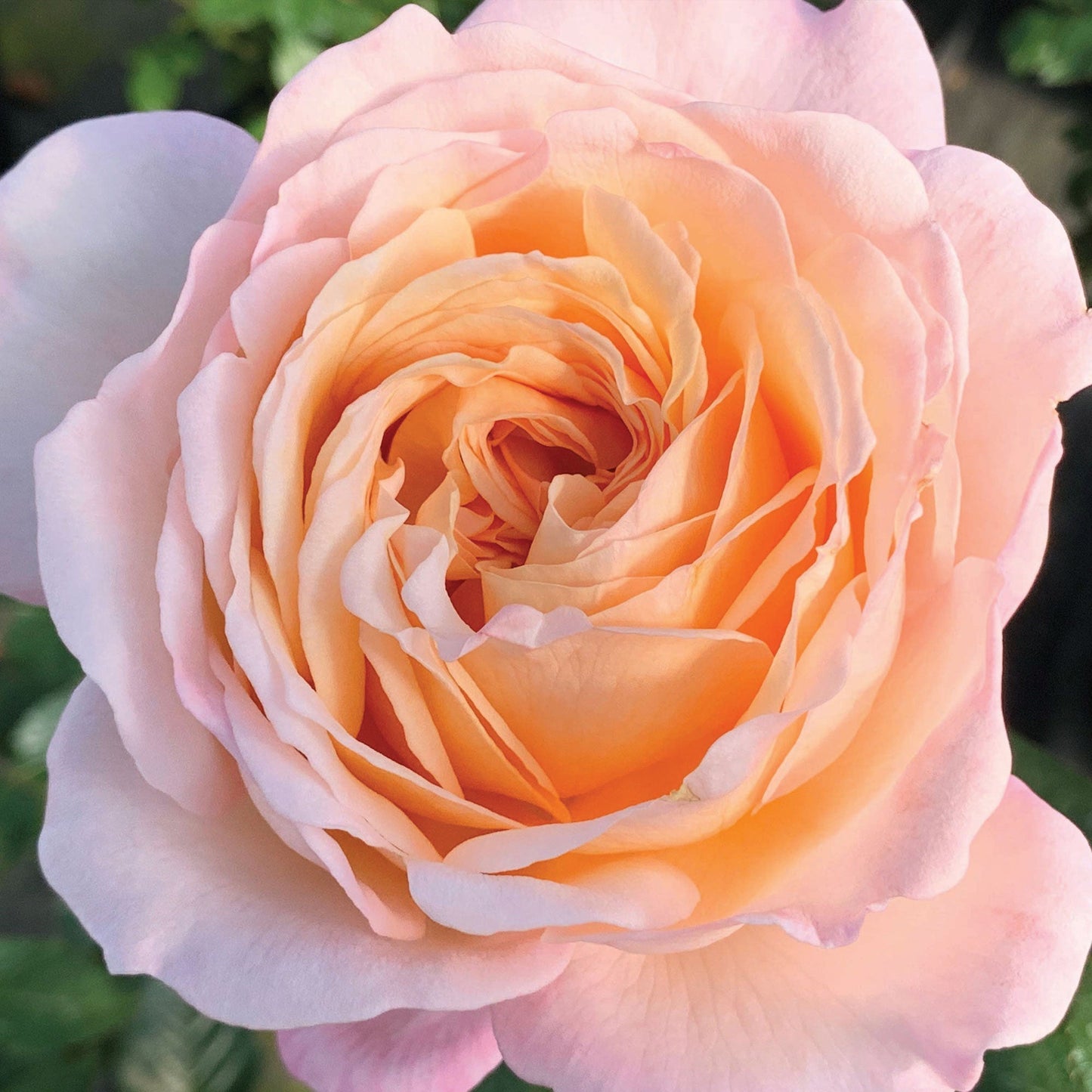 Fresh Garden Living Parfuma Sunrise Rose plant in a 1.5-gallon container, vibrant pink rose with lush green foliage.
