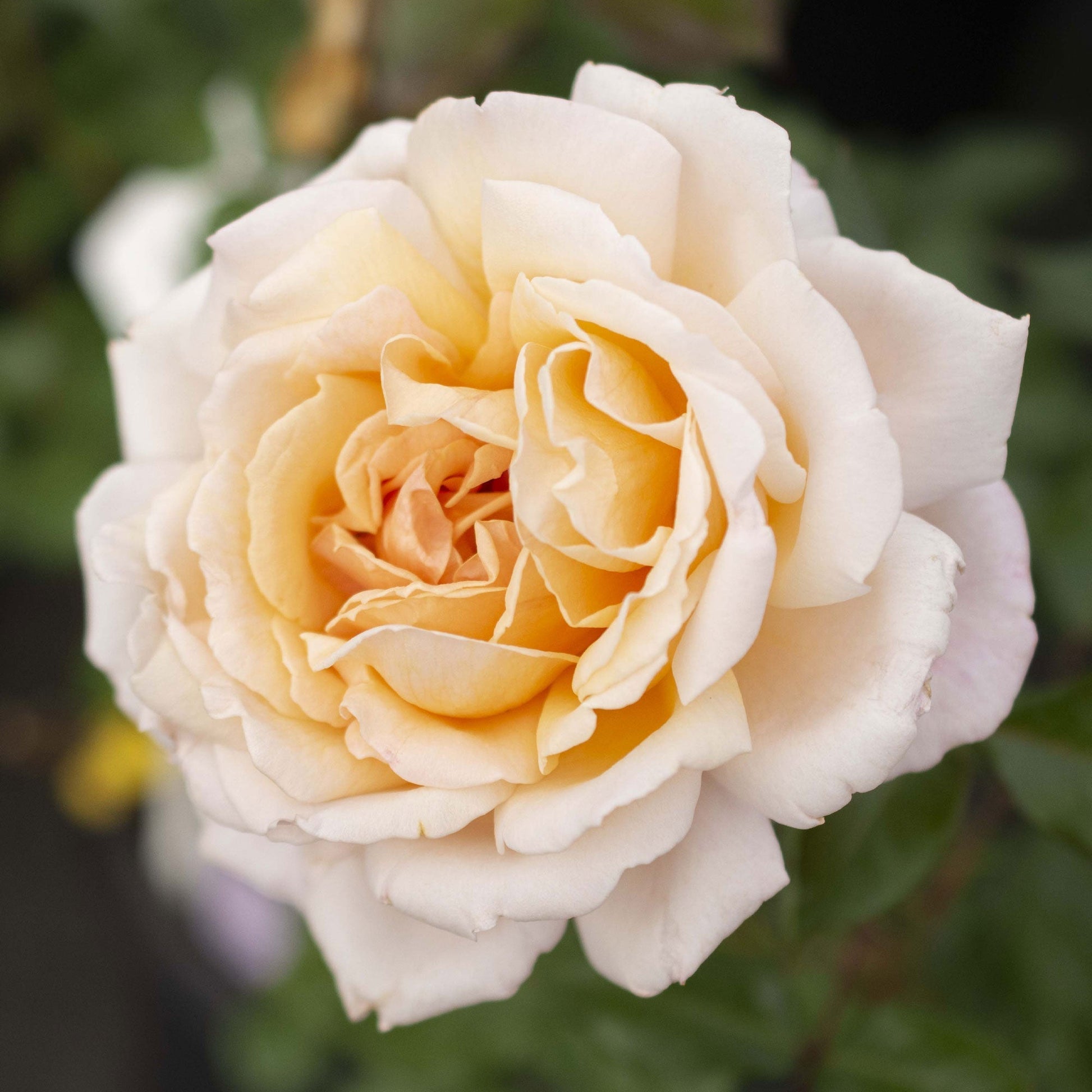 Fresh Garden Living Parfuma Sunrise Rose plant in a 1.5-gallon container, vibrant pink rose with lush green foliage.
