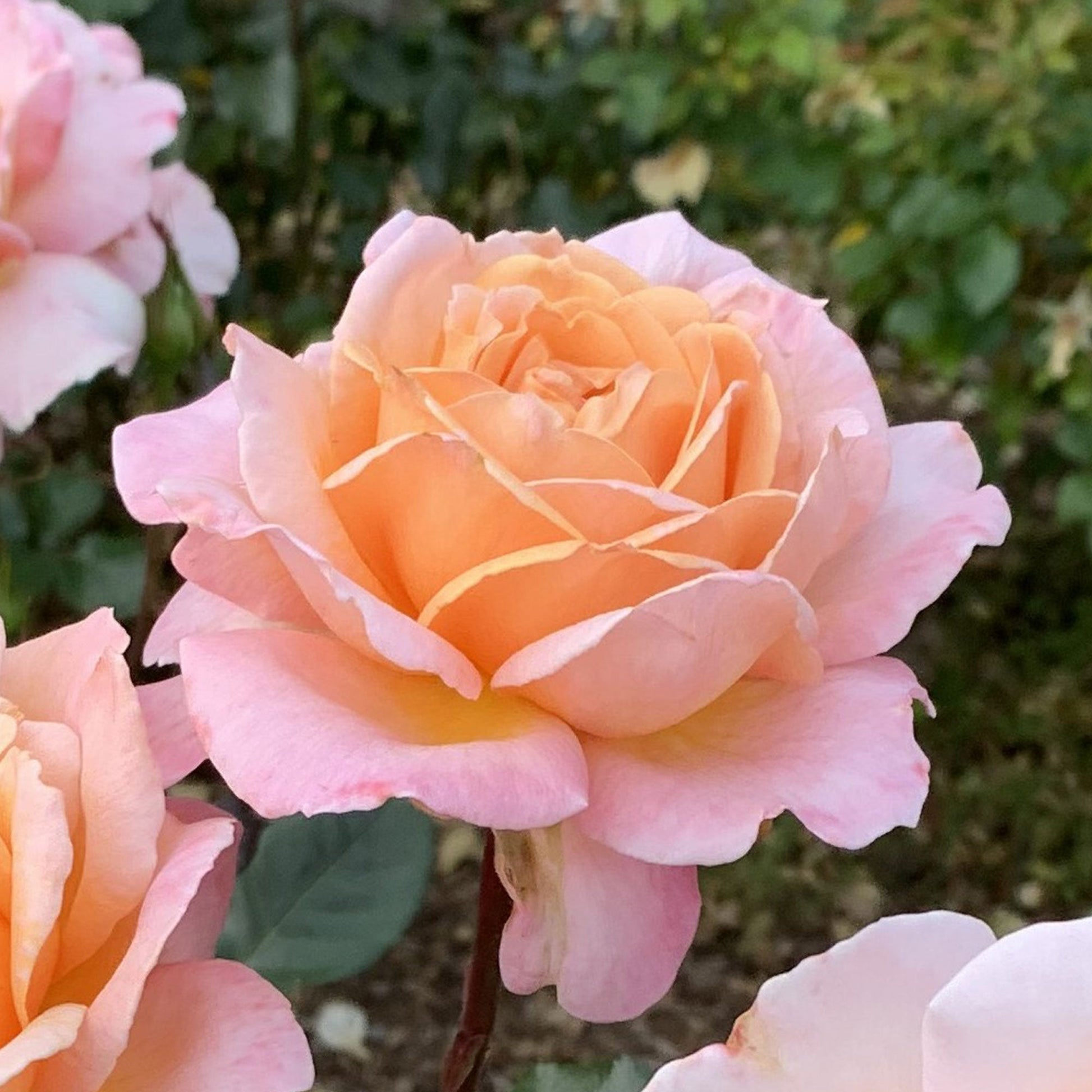 Fresh Garden Living Parfuma Sunrise Rose plant in a 1.5-gallon container, showcasing vibrant rose blooms and lush green leaves.