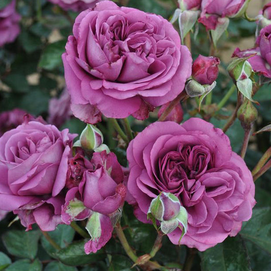 Fragrant purple Plum Perfect Rose plant in a 1.5-gallon pot from Fresh Garden Living, showcasing lush blooms and green foliage.