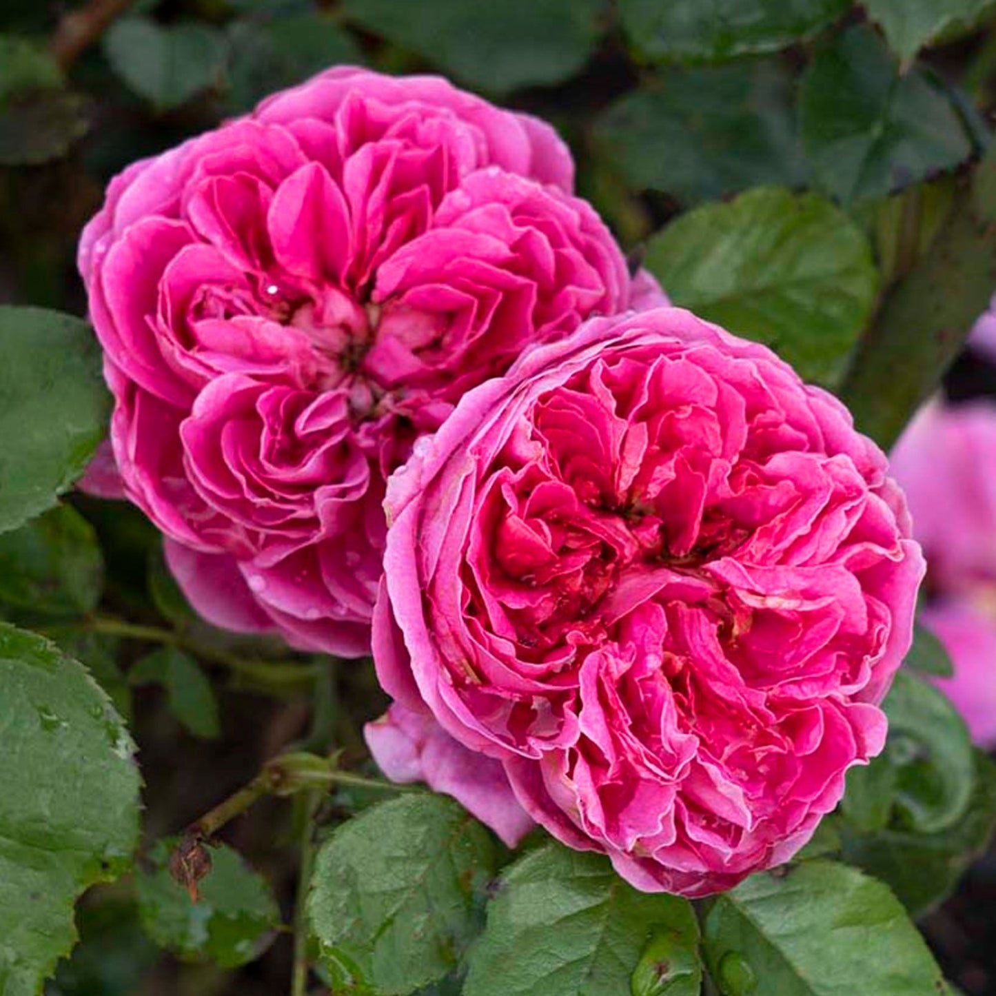 Pink PowerPuff Rose plant in a 1.5-gallon pot from Fresh Garden Living, showcasing vibrant blooms and lush green foliage.