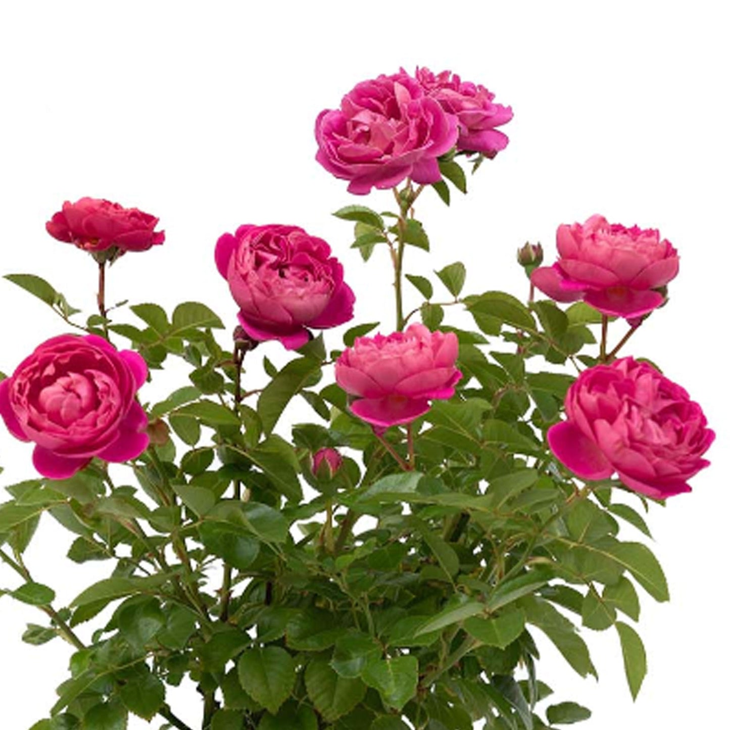Pink PowerPuff rose plant in a 1.5-gallon pot by Fresh Garden Living, with lush pink blooms and green foliage.