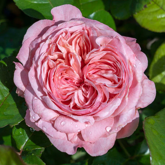 Romantica Ball Gown Rose plant in 1.5-gallon pot, showcasing lush pink blooms and vibrant green foliage from Fresh Garden Living.