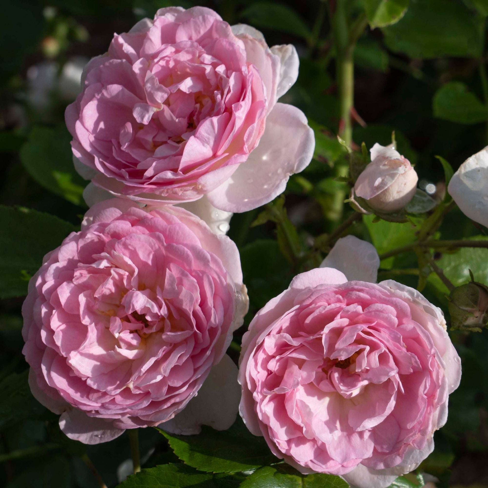 Romantica Ball Gown Rose plant in 1.5-gallon pot by Fresh Garden Living, showcasing lush green foliage and vibrant rose blossoms.
