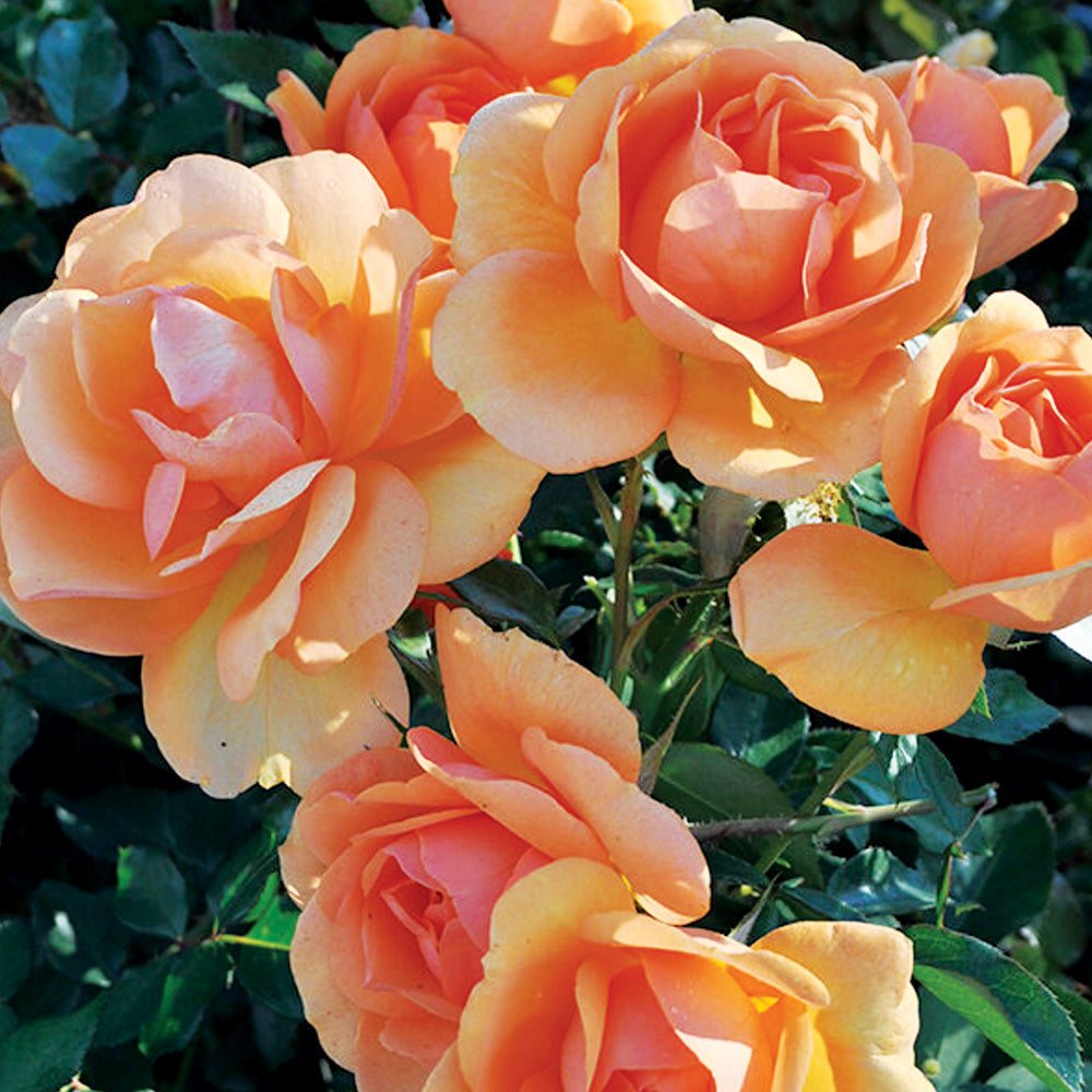 Fresh Garden Living South Africa Rose plant in a 1.5-gallon container, showcasing vibrant blooms and healthy foliage.